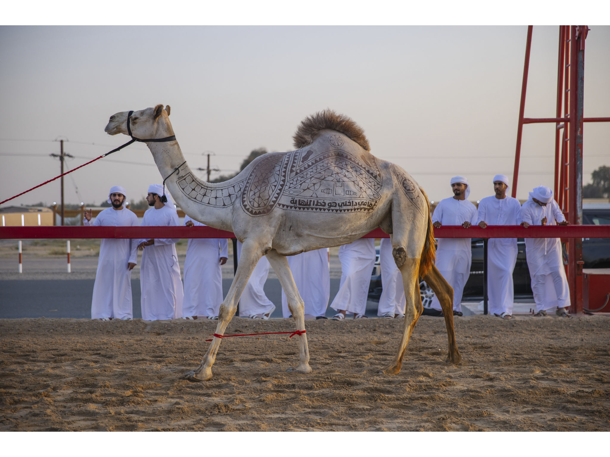 BEEAH launched ‘Race for Life’ campaign to raise awareness on the impact of plastic pollution on camels